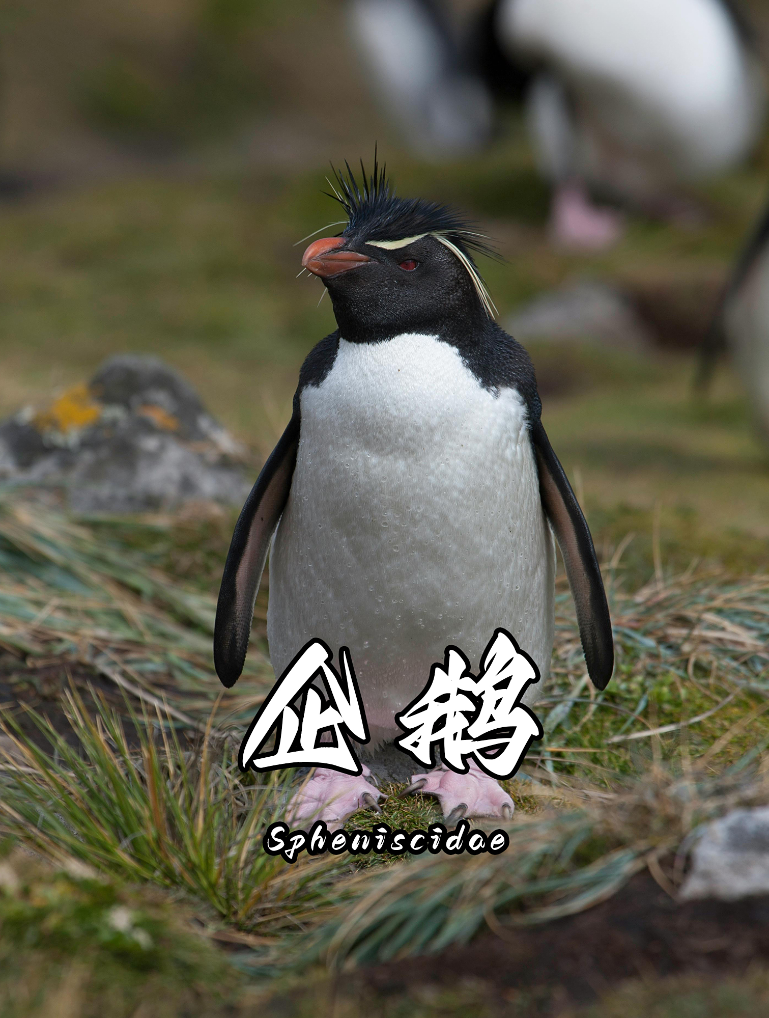 你以为的企鹅呆萌又可爱?根本不是你想象中那样的!