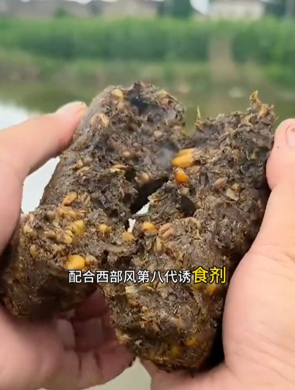 夏季用牛屎加玉米打窝,一整天鱼获不断!