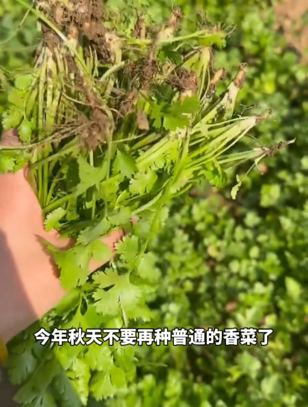 普通香菜易出老条子,选好秋香菜品种,出芽快收成好!