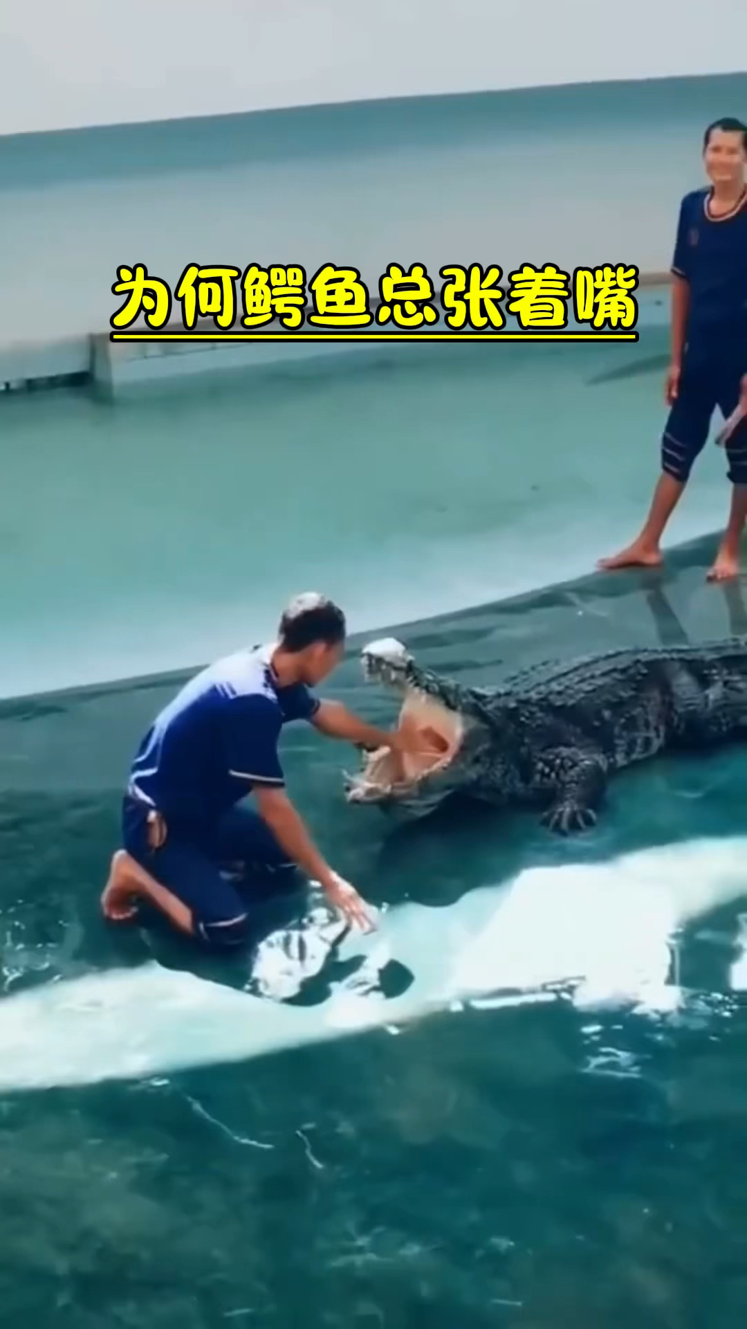 为什么鳄鱼总是张着嘴巴晒太阳