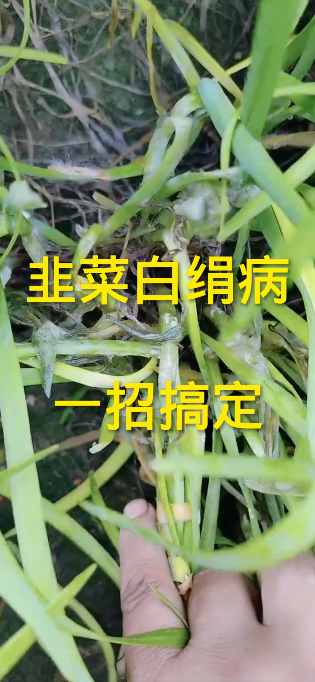 韭菜白绢病,一招搞定!