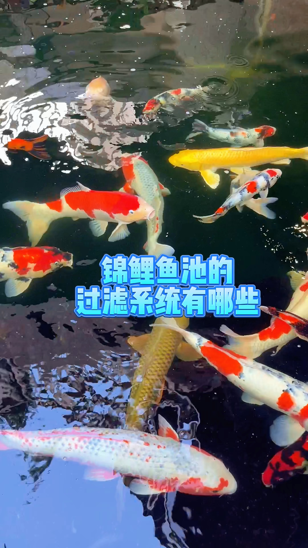 庭院锦鲤鱼池的过滤系统有哪些?