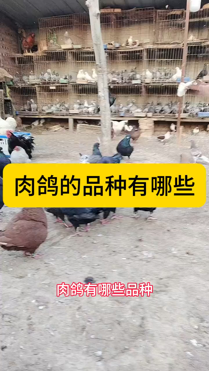 肉鸽的品种有哪些