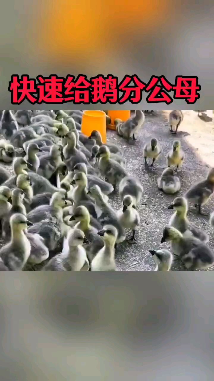 怎样快速给鹅分公母