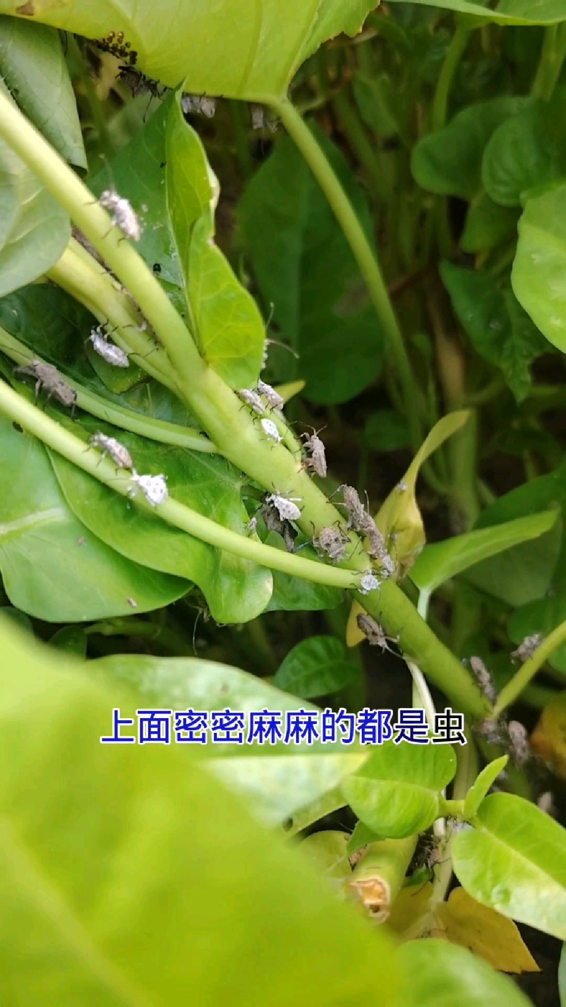 你有没有见过空心菜快被虫吃完了,无公害绿色食品结果被虫霍霍了