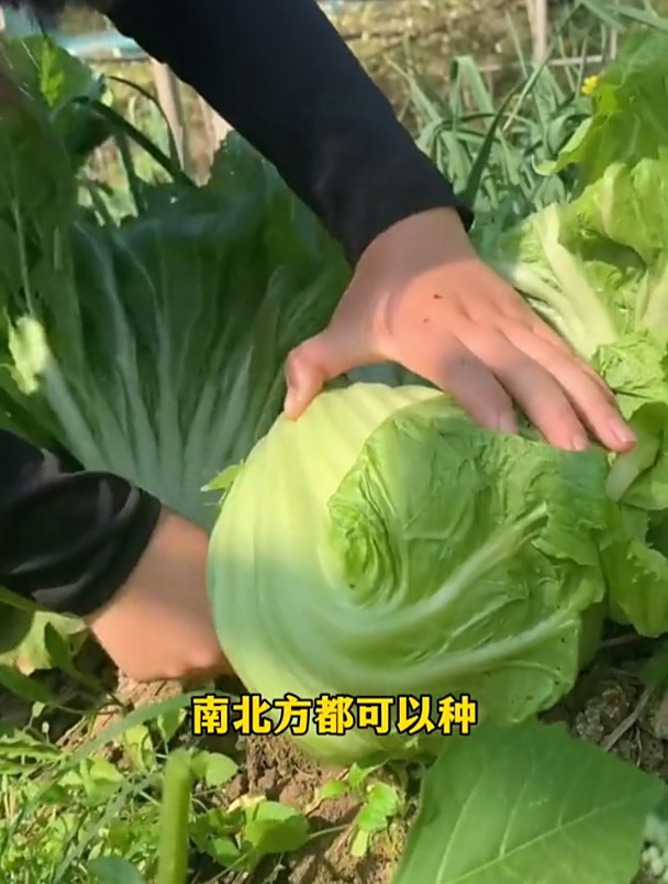 一片叶子一盘菜,鸡心芥菜不一般!