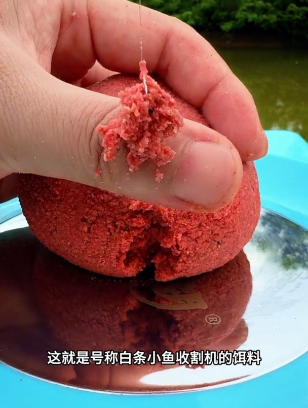 钓白条如何选择饵料?一看味型,二看状态!