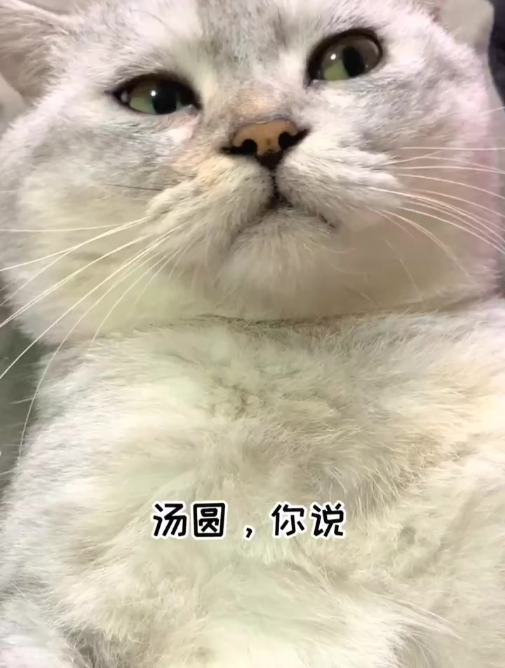 汤圆认真学我讲话的样子真是太可爱了,你们还有什么词想让汤圆说