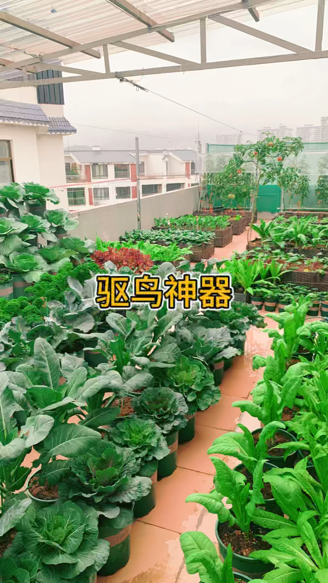 菜地里鸟儿太多就使用这个驱鸟彩带,反光强鸟儿不敢靠近