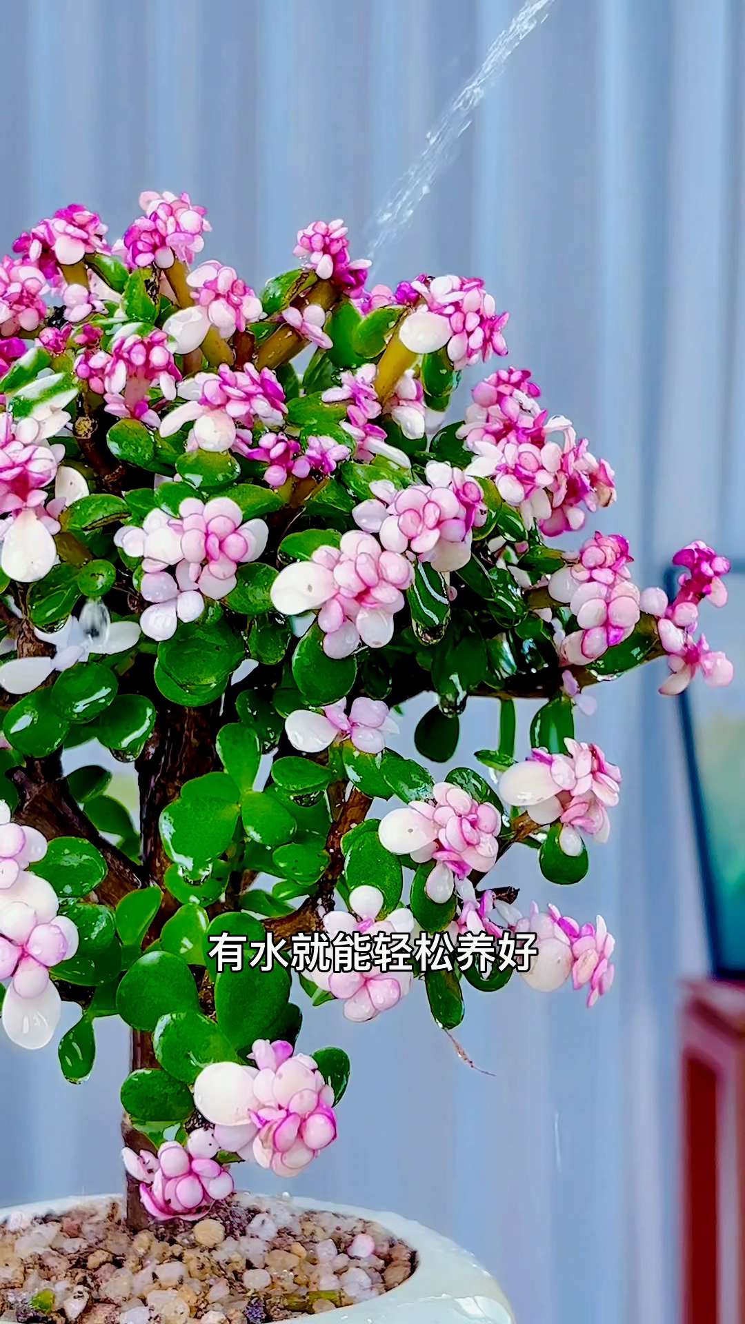 这款金枝玉叶多肉植物非常值得入手,新手小白都可以轻松养好