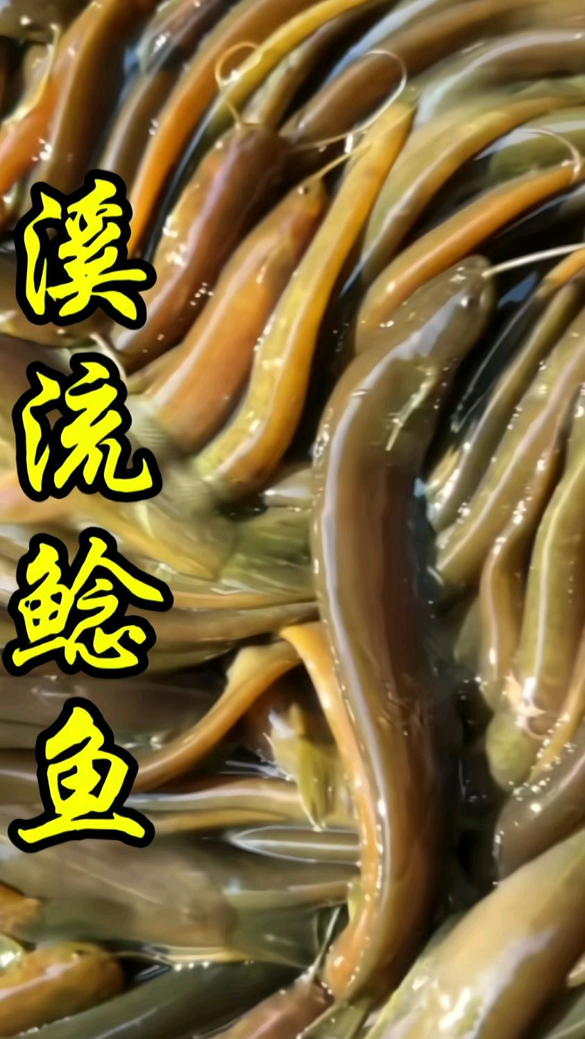 山坑鲶鱼仔抓到十来斤