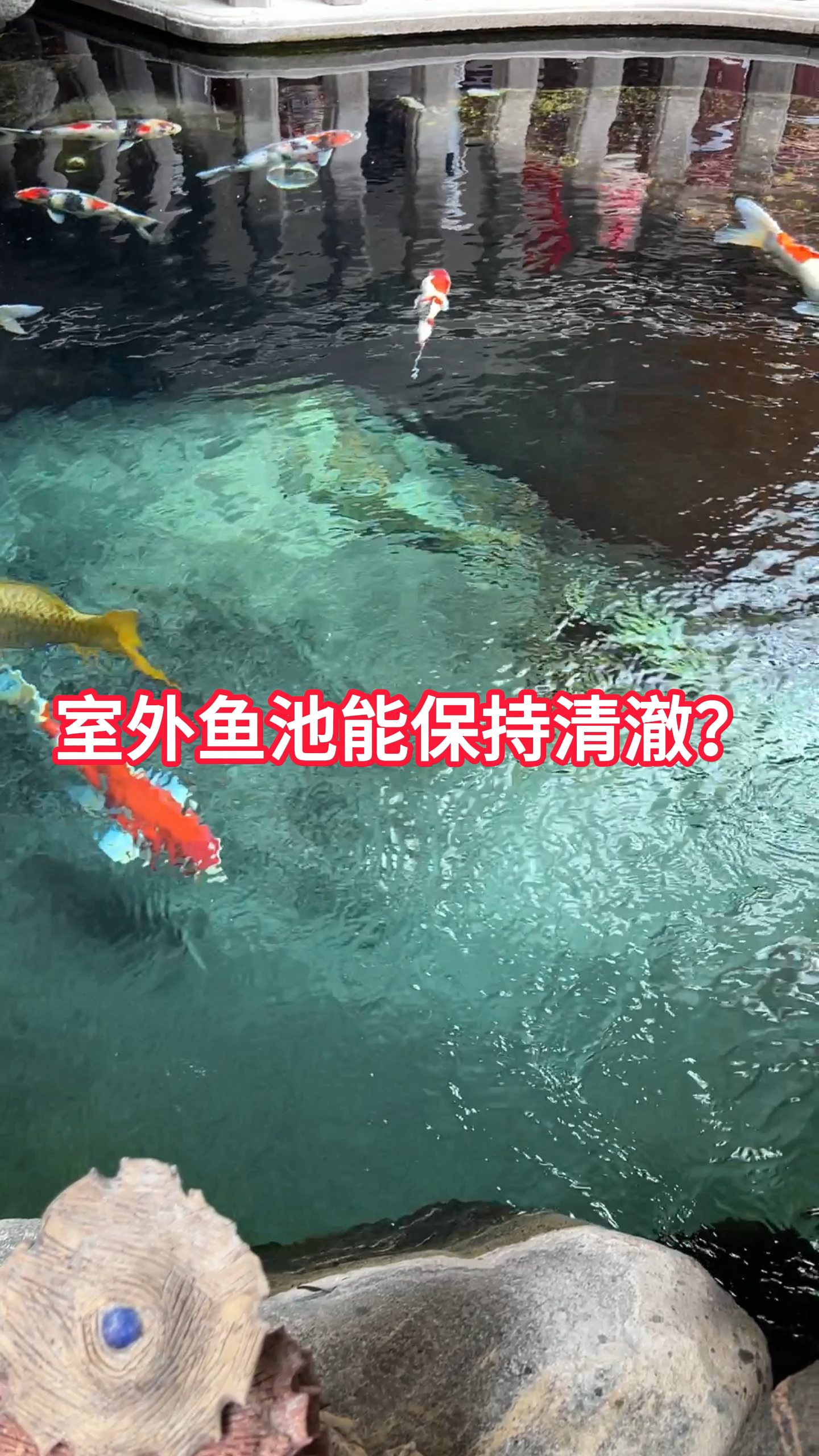 室外鱼池如何保持清澈