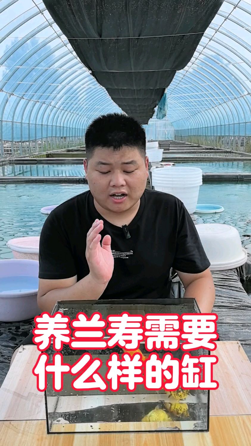 新手想养兰寿金鱼的可以看过来