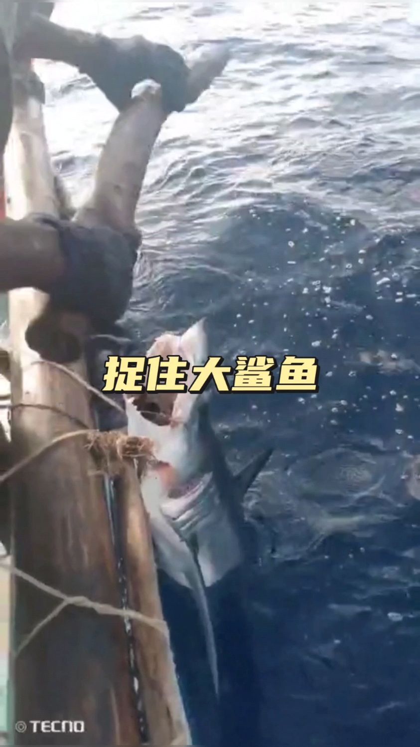 大鲨鱼被渔民捉住,它偷吃了金枪鱼,渔民将对它进行最后的审判