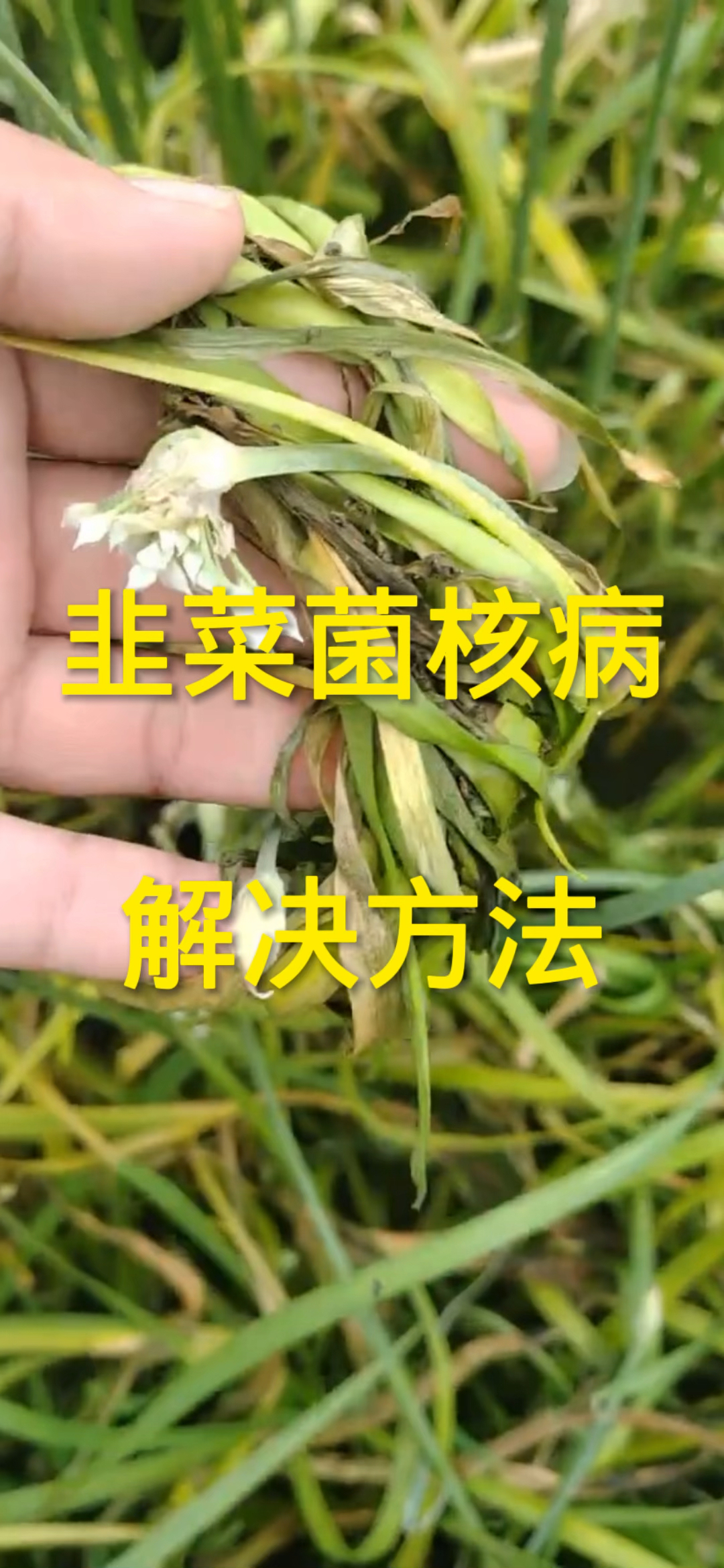韭菜菌核病,解决方法!