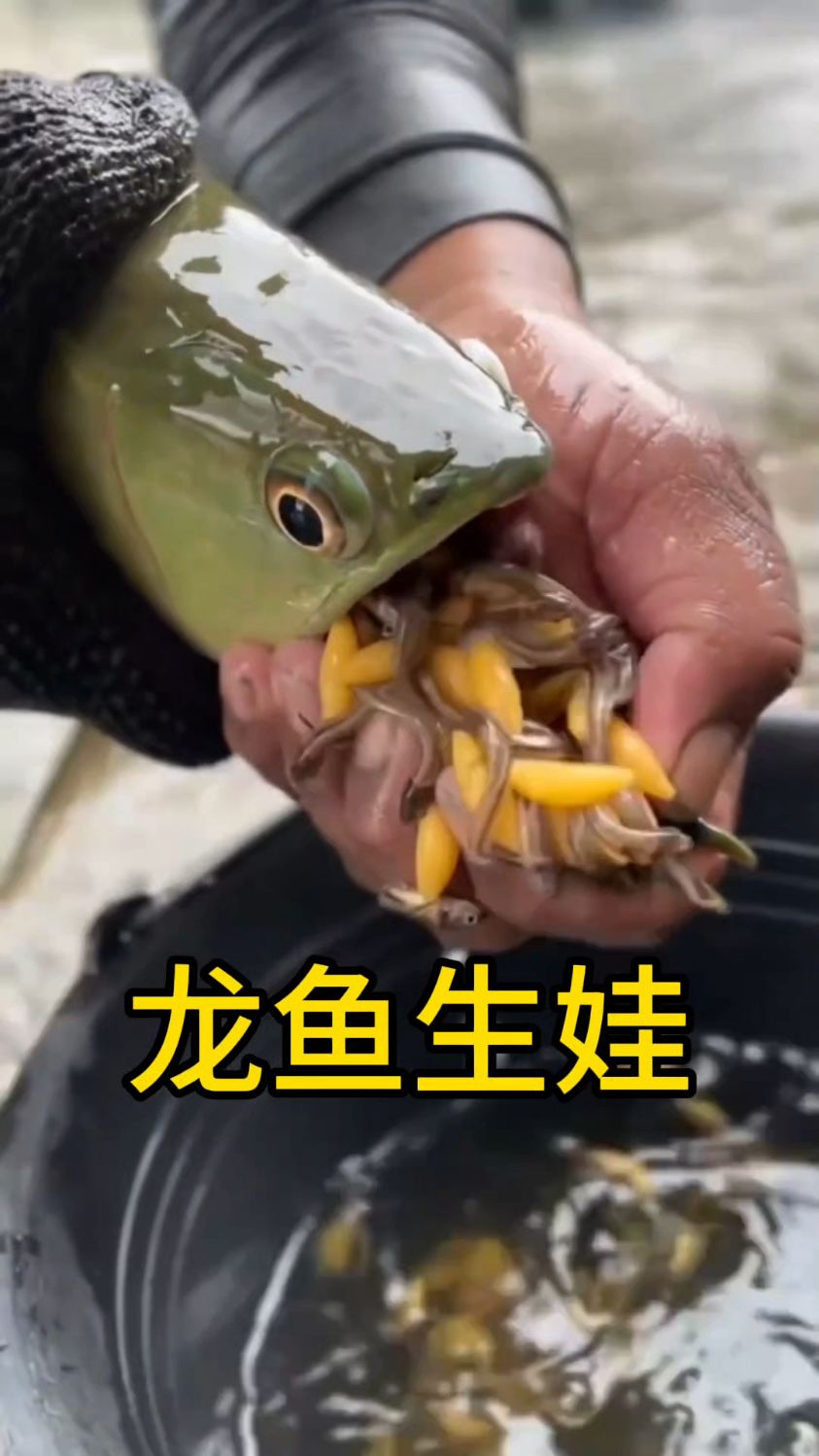 有这样奇葩生孩子的?龙鱼养娃靠一张嘴,这也是它独特的繁殖过程