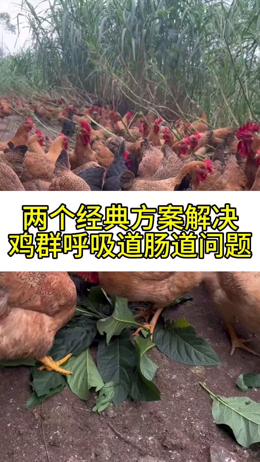 两个经典方案解决鸡群呼吸道肠道问题