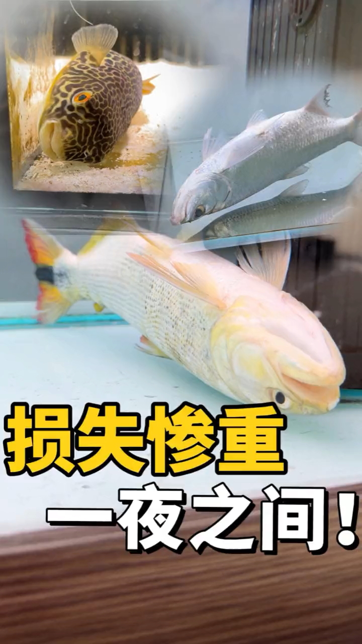 养鱼又翻车了,损失惨重!