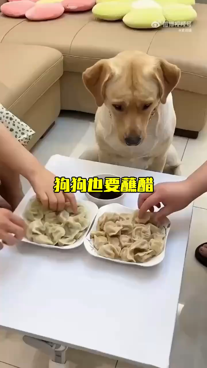 狗狗学着主人吃饺子也要蘸醋