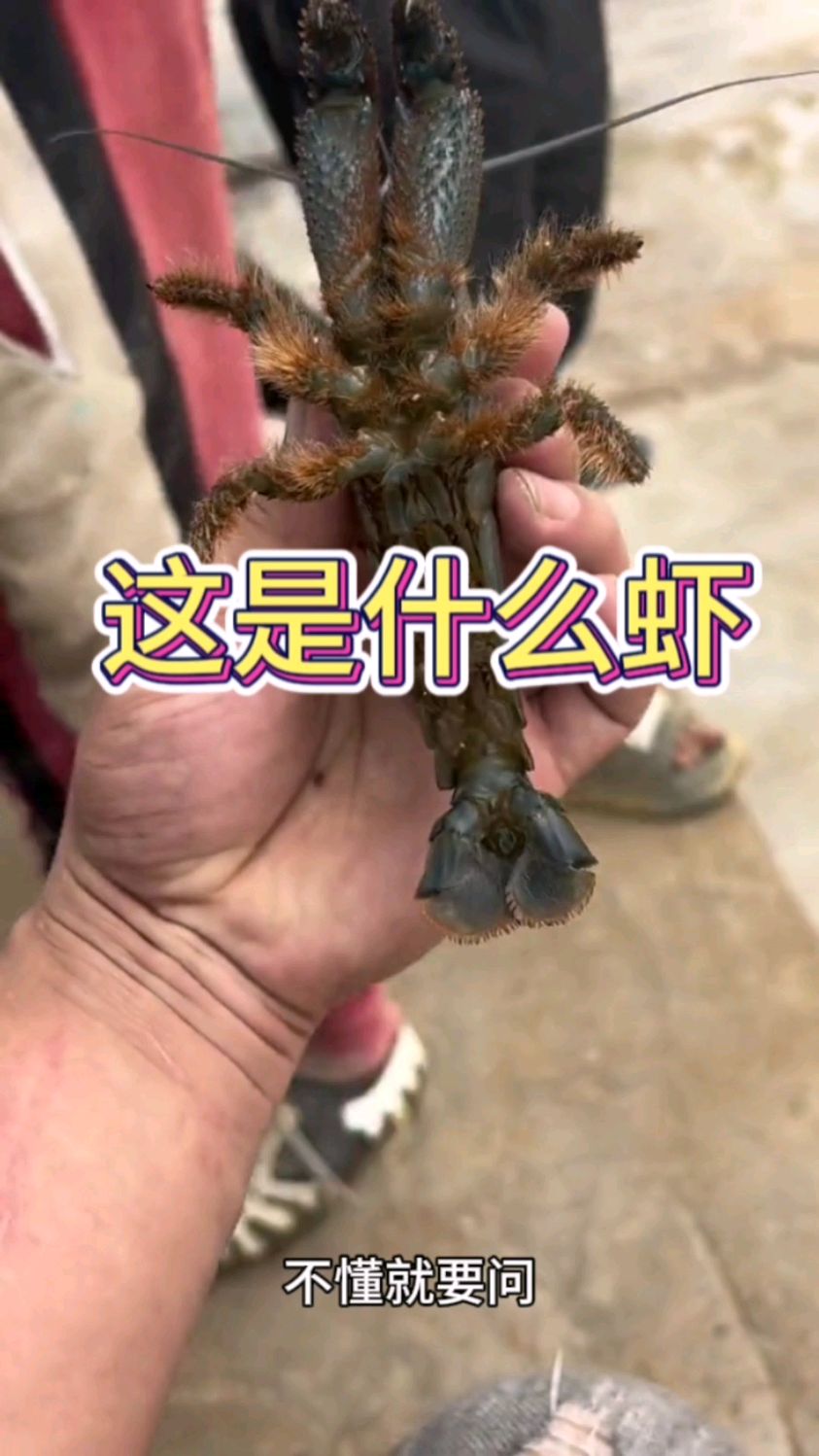 看着眼前的虾米,也不知道这是什么品种呀