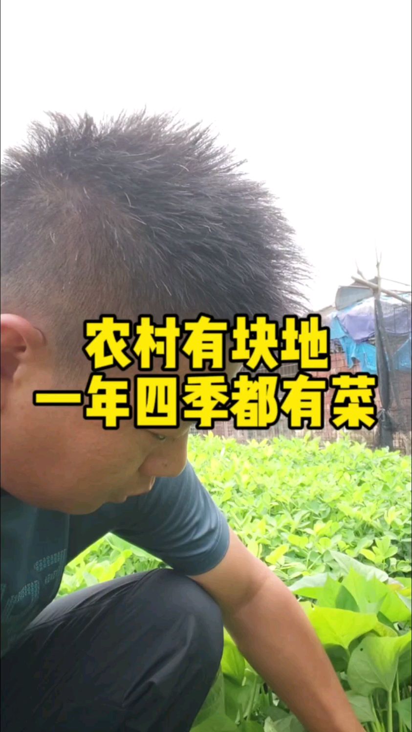 在农村有块地,一年到头都不愁蔬菜吃,自己种的都比较安全