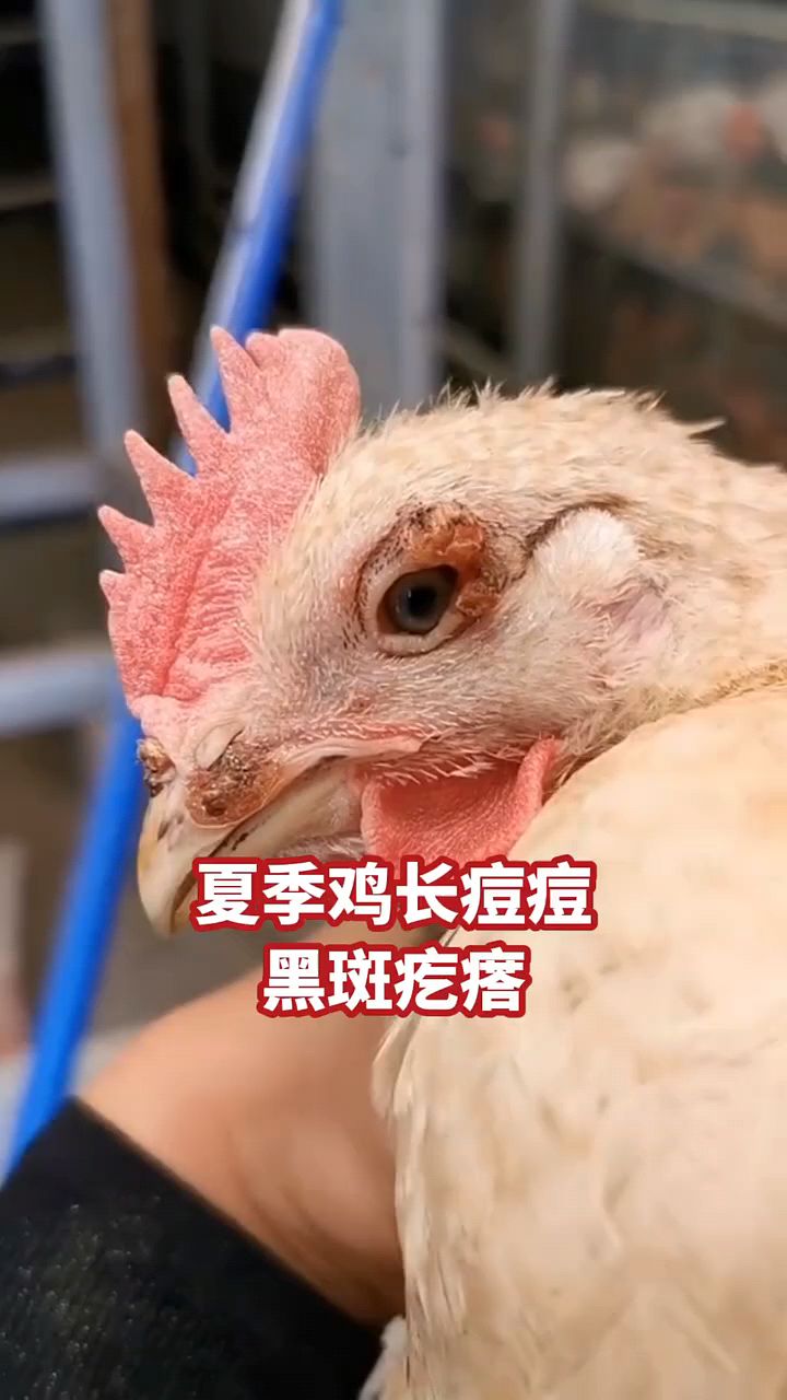 小鸡长很多痘痘怎么办?