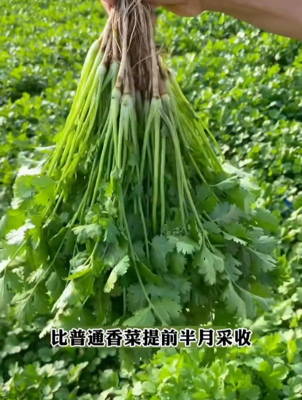 耐热不抽条,大叶香菜,种一次常年采摘!