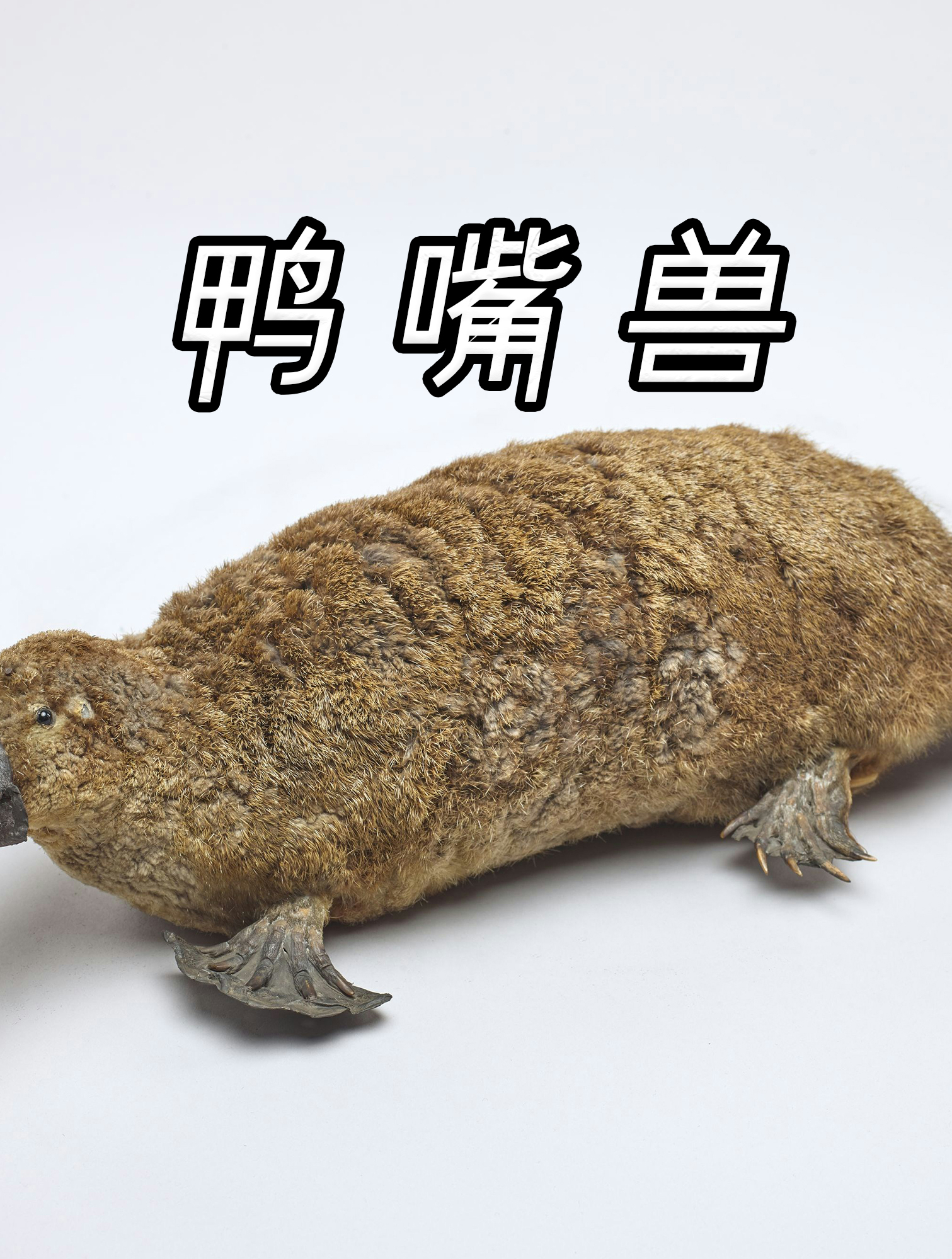 鸭嘴兽:老不死的活化石,身为哺乳却长相酷似爬虫