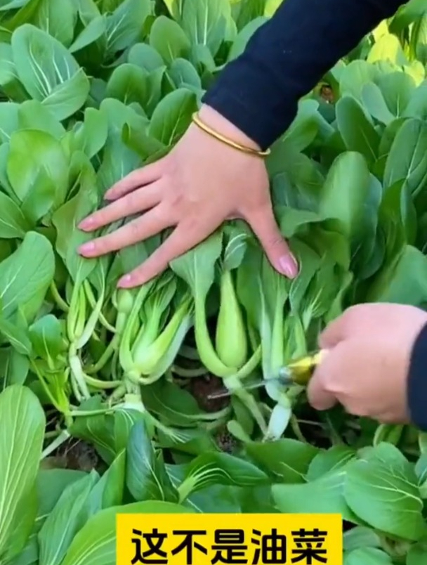 不用育苗直接撒播,鸡毛菜比豆腐还嫩
