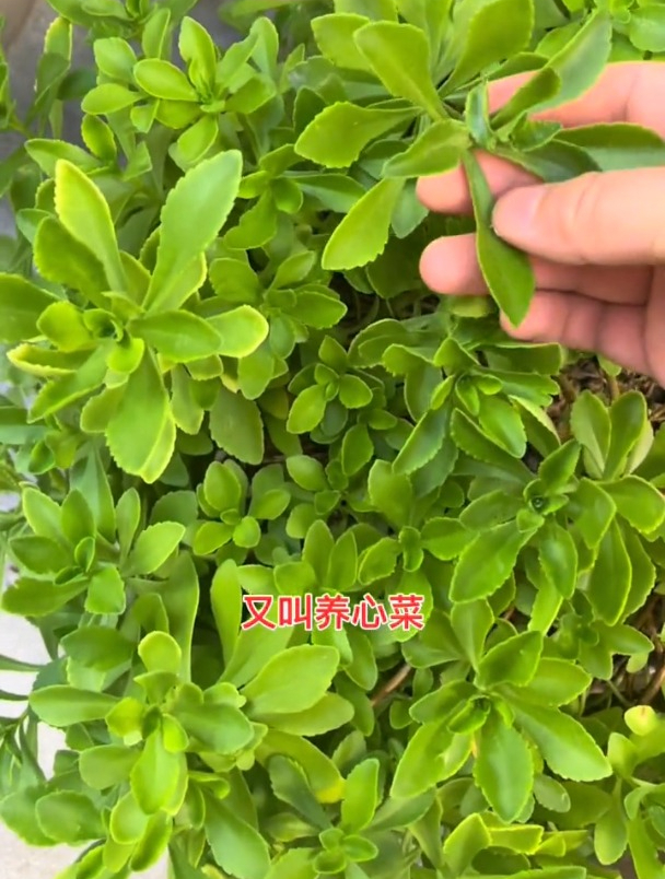 含钙量是牛奶3倍,养心菜是多年生植物,种一次常年采收!