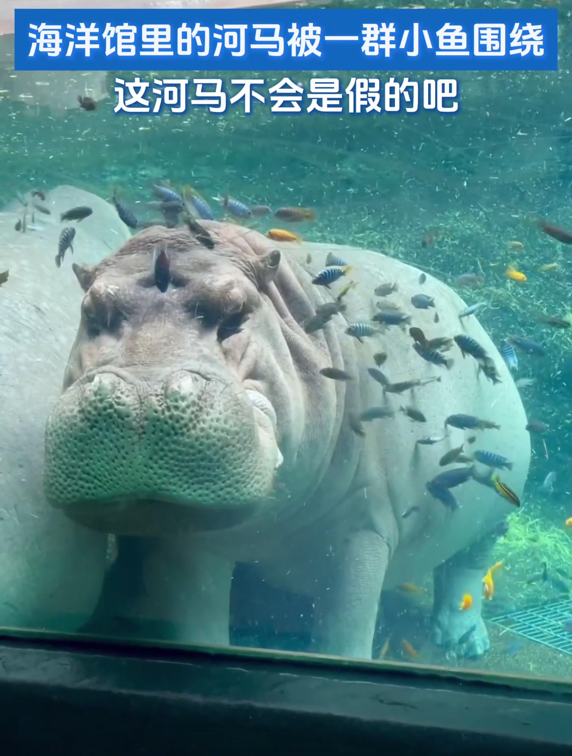 海洋馆里的河马被一群小鱼围绕,这河马不会是假的吧