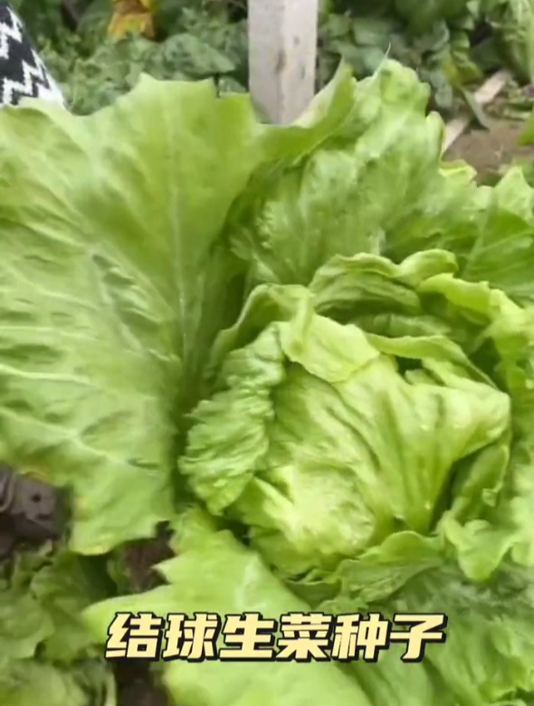 结球生菜,生吃没有苦味,适宜高温不招虫!
