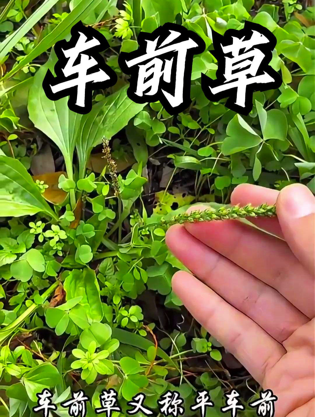 车前草也叫车轮菜,用它来泡水喝,可以提高人体自身免疫力