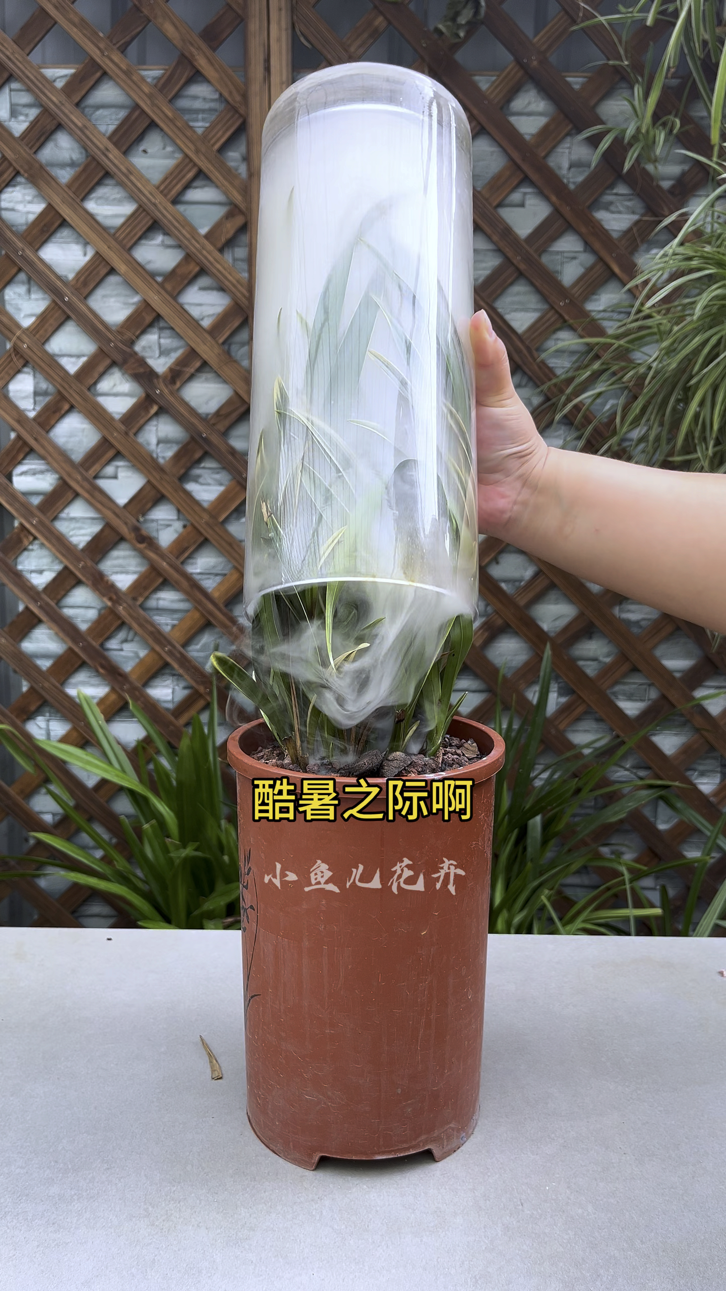 酷暑之际,兰花总是枯叶黑腐怎么办?
