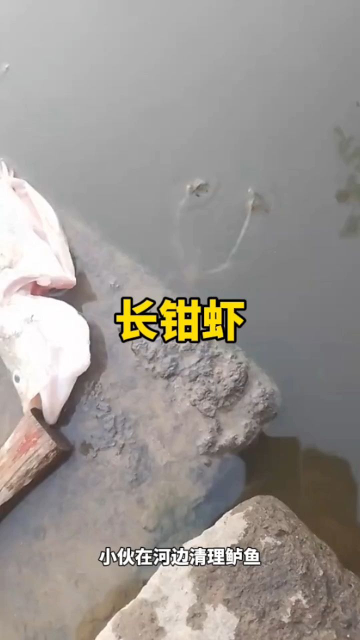 虾:我这双钳子能不能把鲈鱼带走