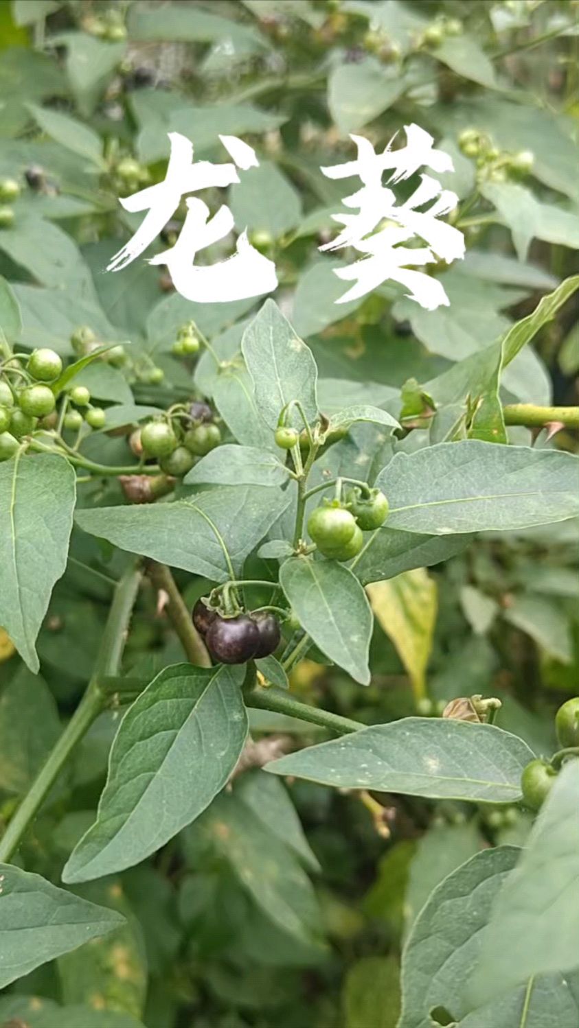 龙葵,一种独特的植物。有还没有认识的吗?