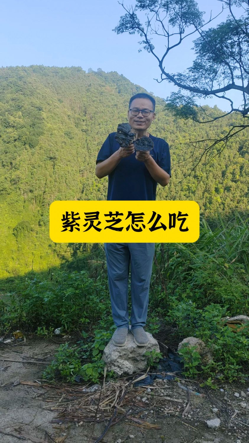 紫灵芝怎么吃?分享三种常见吃法