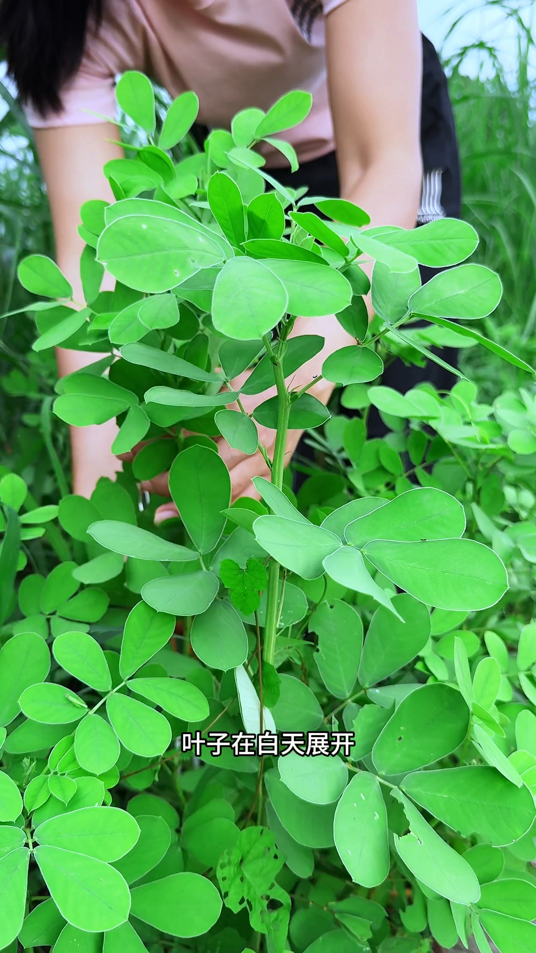 这种植物叫决明草,又名假花生,村里上了年纪的老人常常采摘它