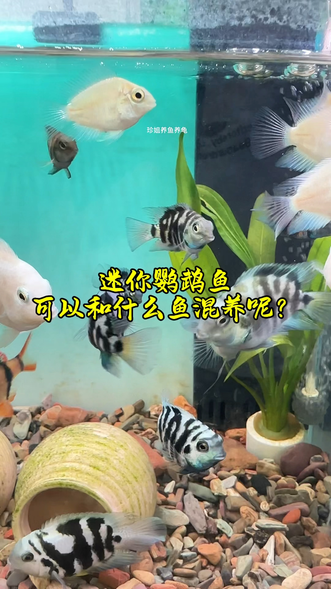 迷你鹦鹉鱼可以和什么鱼混养呢?