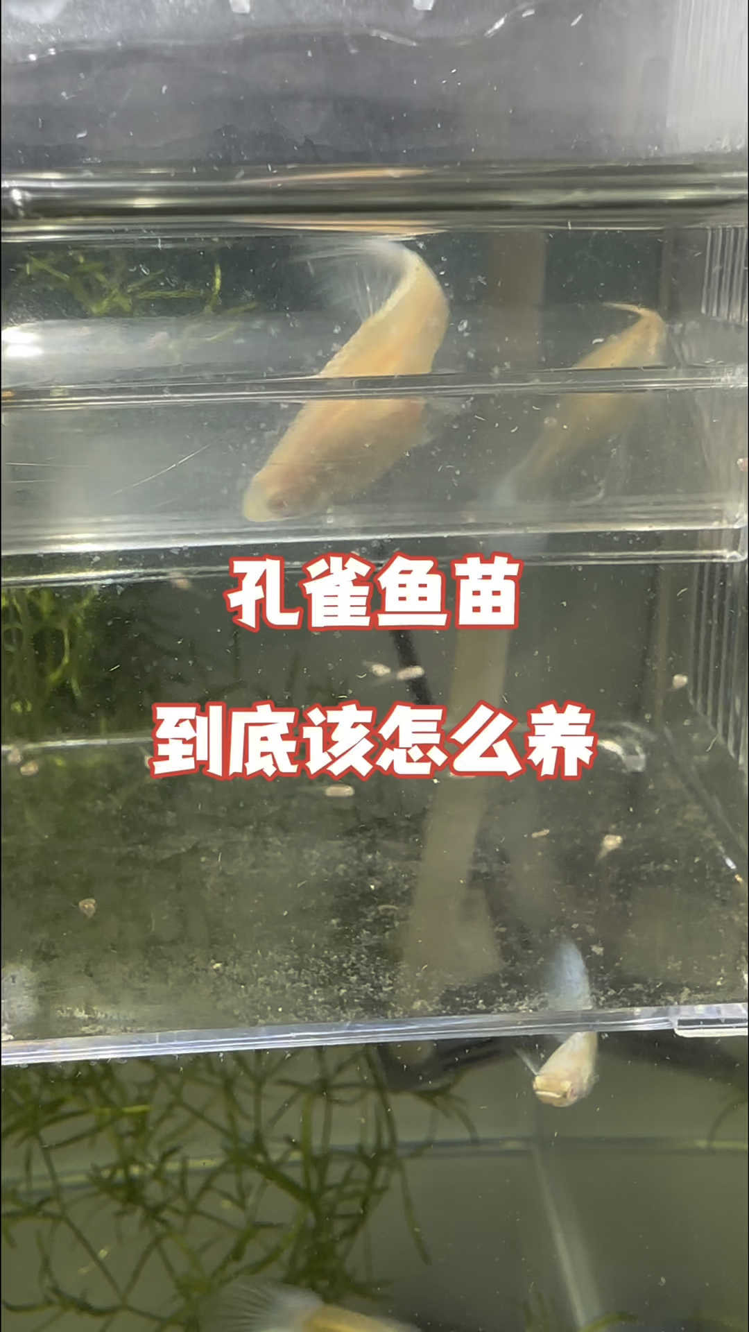 孔雀鱼苗到底该怎么养,做好以下几点包你养的没鱼缸养不信你试试