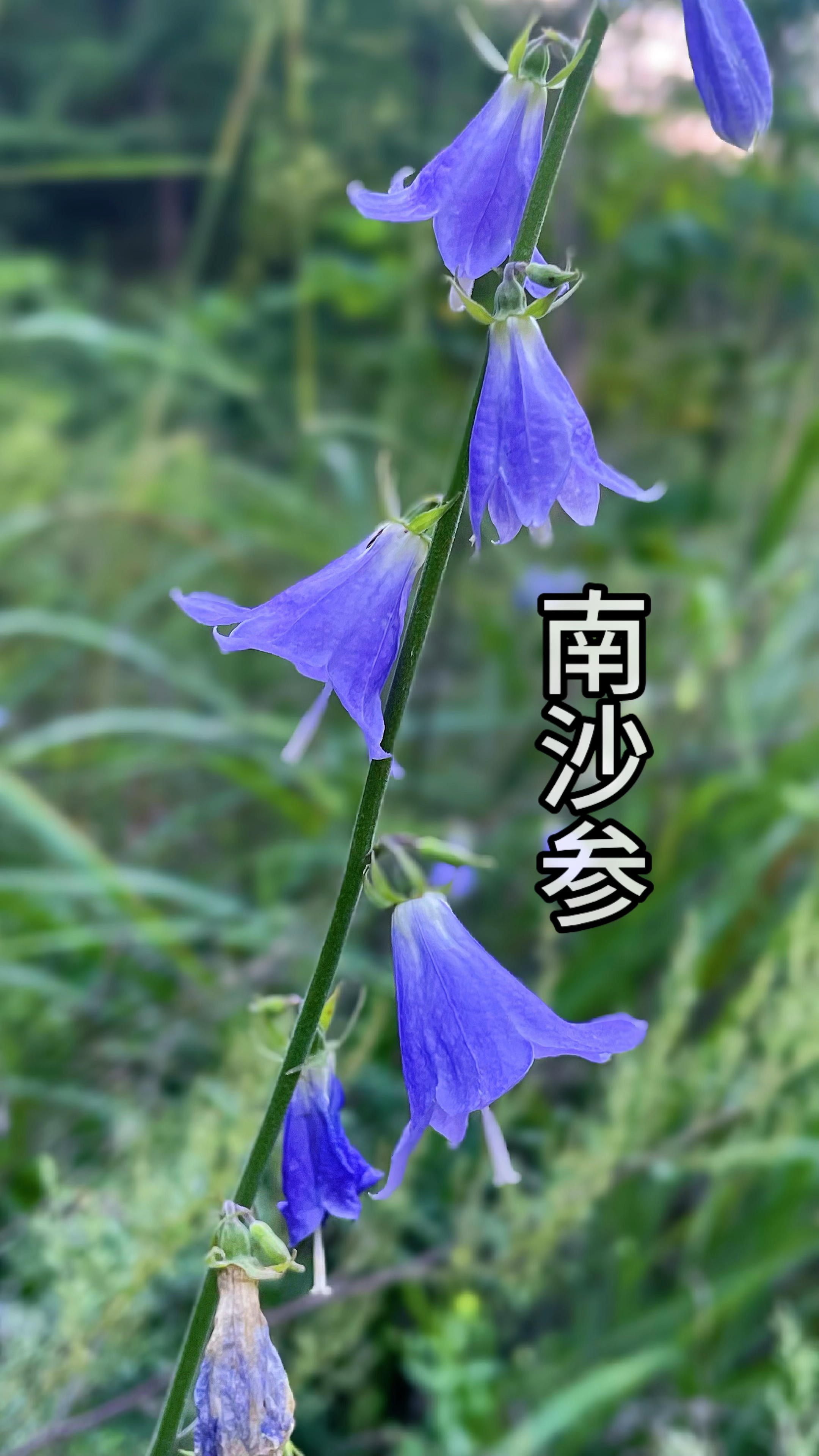 南沙参,大自然的馈赠,挖来炖鸡汤非常好有空赶快试试吧