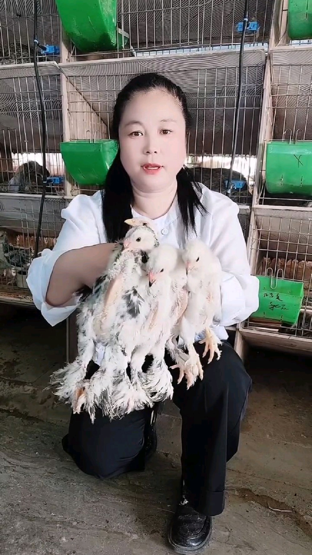婆罗门鸡苗养殖罗门鸡多少钱一只?