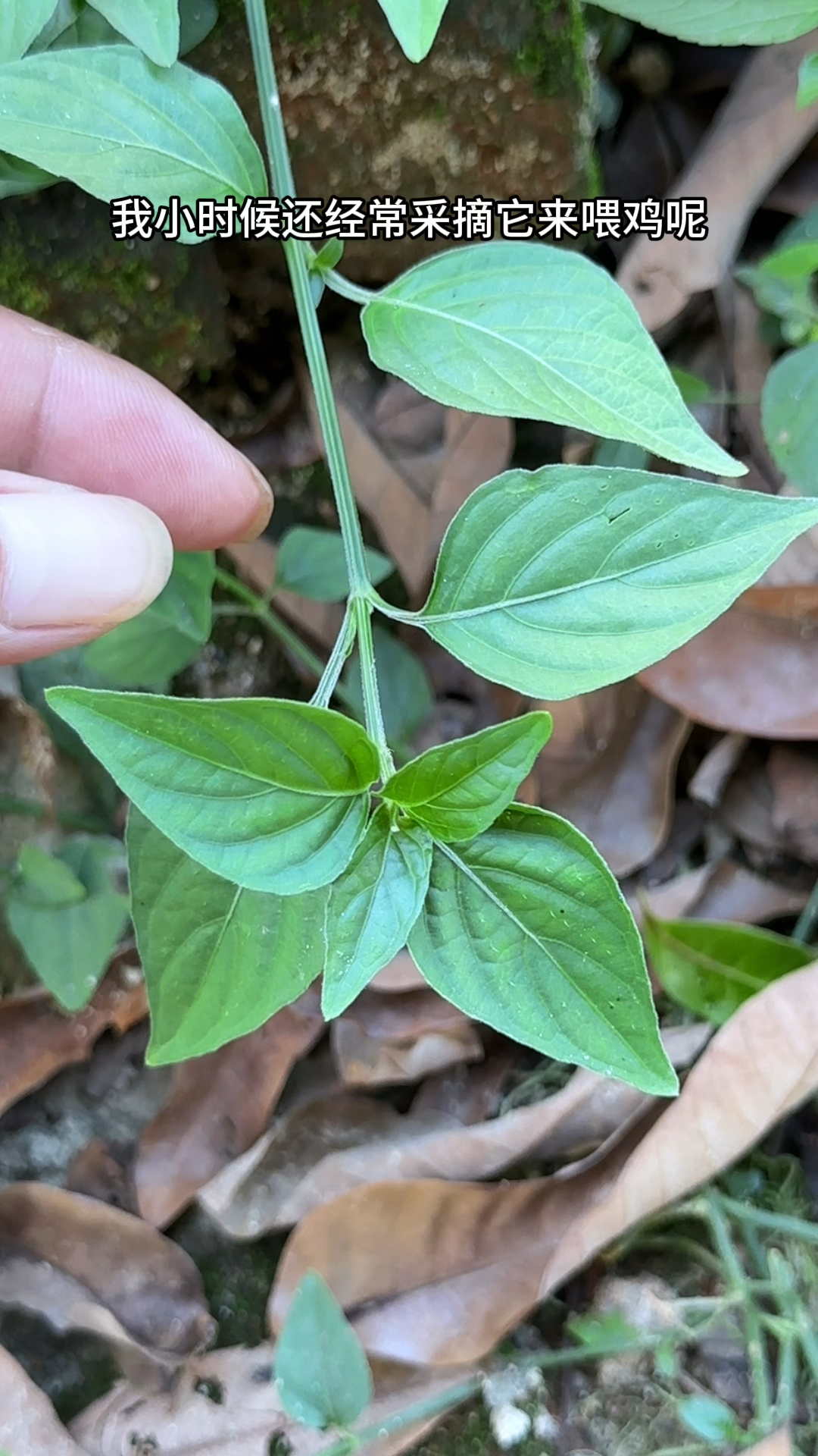 狗肝菜的叶子像心形,农村小时候常在竹林采摘它,认识这种植物吗