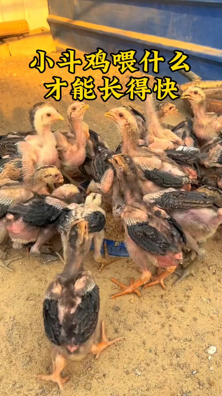 小鸡吃什么东西长得快还健康