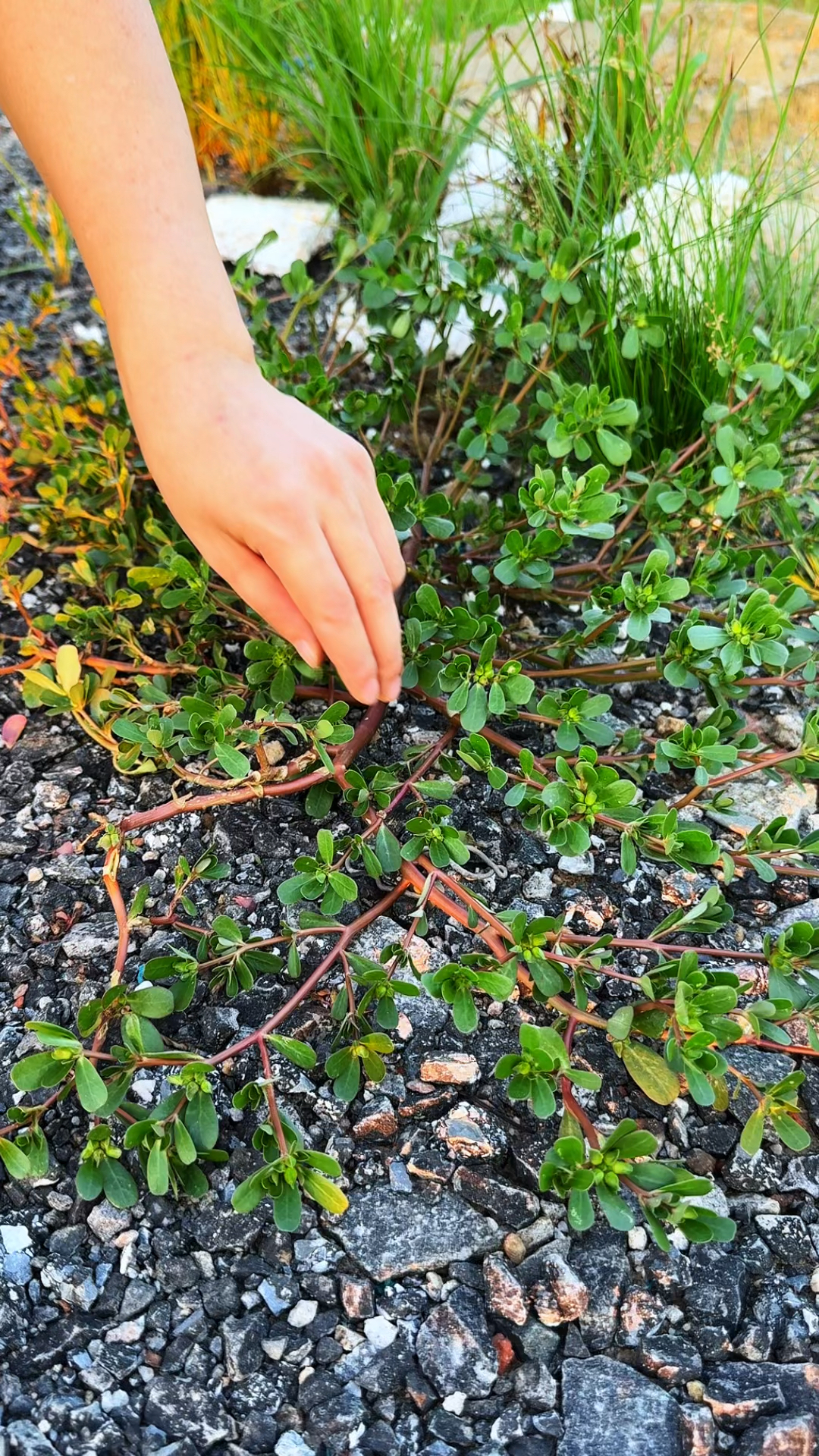 马齿苋又称马齿菜,蚂蚱菜,瓜子菜,村里人常常把它采摘回来
