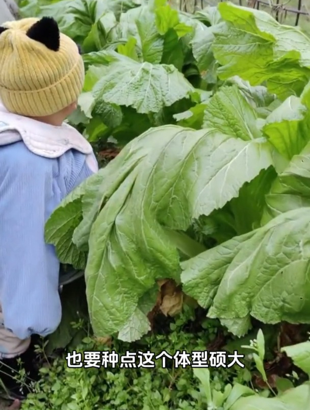 包心芥菜叶片肥厚,常用来腌制小菜,成熟后一棵20来斤!