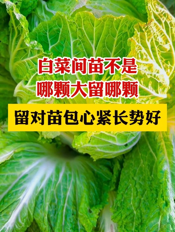 白菜间苗分公母,母苗包心紧,抗病强,切忌不能摘