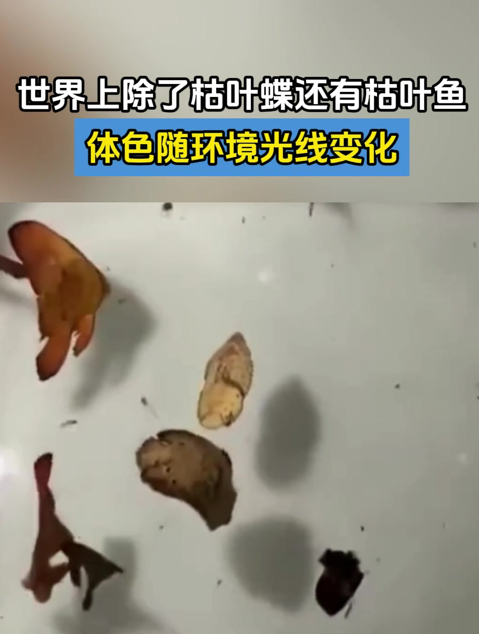 世界上除了枯叶蝶还有枯叶鱼,体色随环境光线变化