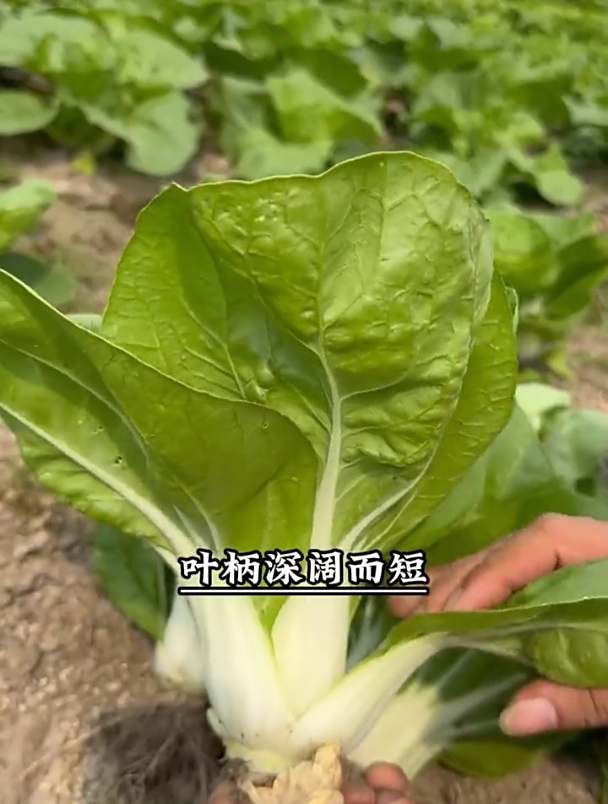 矮脚黄奶油白菜,市场新品种,耐热营养高!