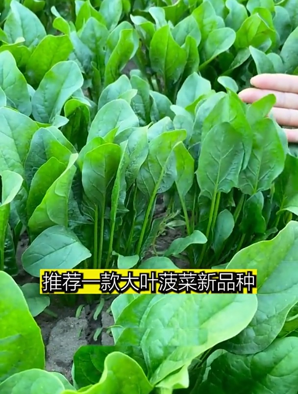 大叶菠菜新品种,撒籽浇水就长,越热口感越好!